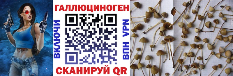 Псилоцибиновые грибы Cubensis  Зубцов 